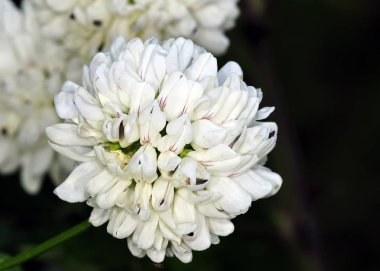 Girit taç-Burçak (Securigera globosa), bir Endemik türler Girit