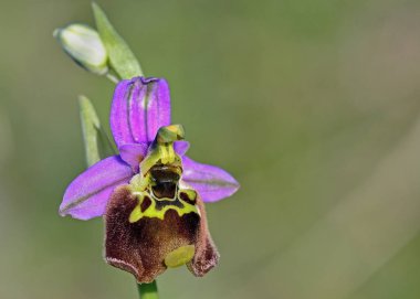 Ophrys episcopalis, Crete, Yunanistan