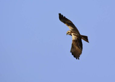 Marsh Harrier (sirk aeroginosus), Crete, Yunanistan
