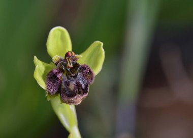 Ophrys bombyliflora - Bumblebee orkide, Crete, Yunanistan