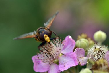 Volucella zonaria, hornet kopyalama hoverfly, Yunanistan