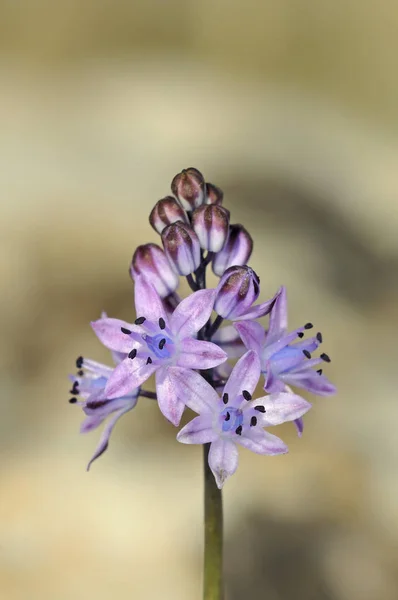 Autumn Squill Automnale Крит — стоковое фото