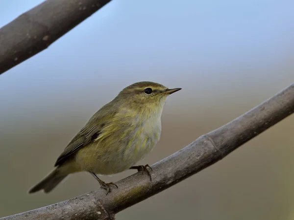 Chiffchaff Phylloscopus Collybita Görögország — Stock Fotó