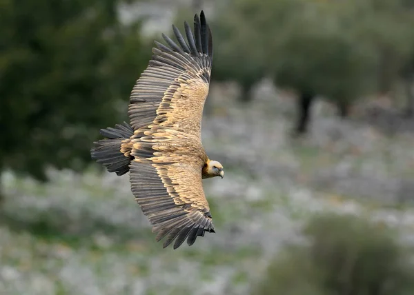 Griffon Vulture Gyps Fulvus Creta Grécia — Fotografia de Stock