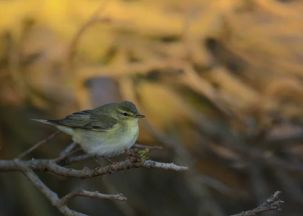 Budníček Větší Phylloscopus Trochilus Řecko — Stock fotografie