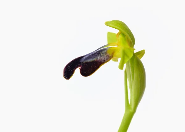 Ophrys Mesaritica Creta Grecia — Foto Stock