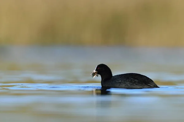 Coot Fulica Atra Creta Grécia — Fotografia de Stock