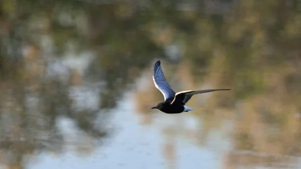 Wit Winged Tern Wit Winged Zwarte Stern Chlidonias Leucopterus Griekenland — Stockfoto