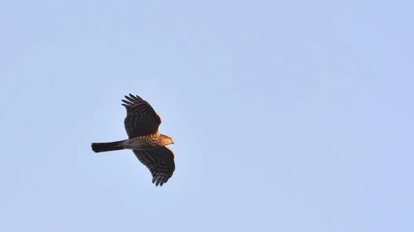 Kleine Plevier Charadrius Dubius Lesbos — Stockfoto