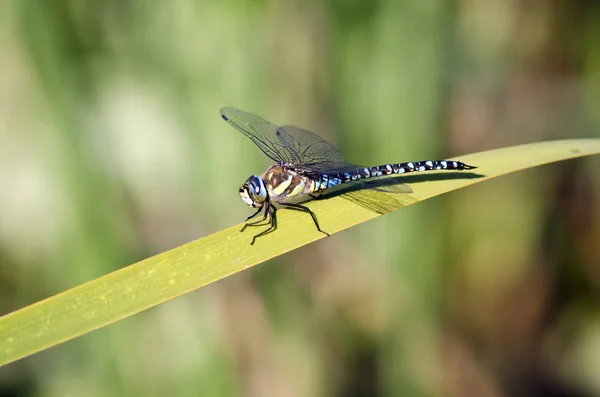 Aeshna Mixta Falco Migrante Creta — Foto Stock