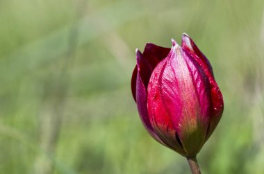 Tulipa doerfleri, Crete, Yunanistan