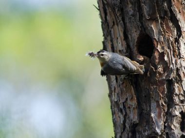 Krupers sıvacı kuşu (Sitta kruperi), midilli, Yunanistan