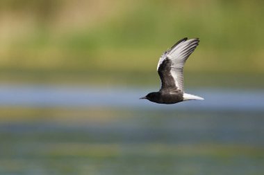 AK kanatlı sumru veya AK kanatlı kara sumru (Chlidonias leucopterus), Yunanistan