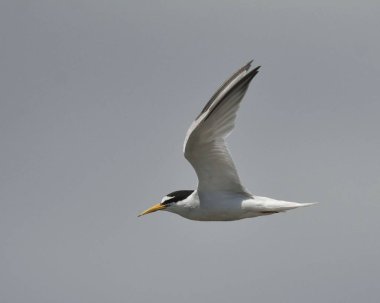 Küçük sumru - Sterna albifrons, Yunanistan