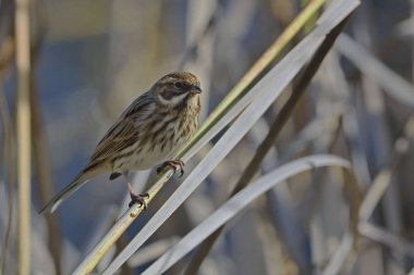 Emberiza schoeniclus (ortak Reed kiraz kuşu) Crete