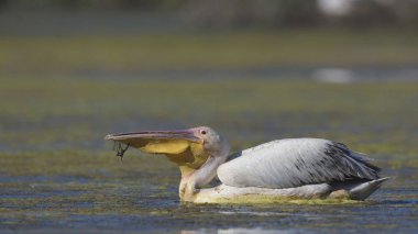 Büyük beyaz Pelikan (Pelecanus onocrotalus), Crete