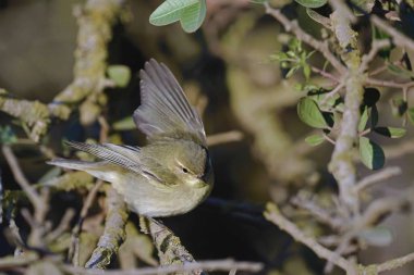 Willow Warbler (Phylloscopus trochilus), Yunanistan