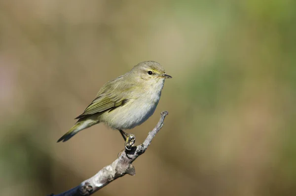 Budníček menší - Phylloscopus collybita, Řecko — Stock fotografie