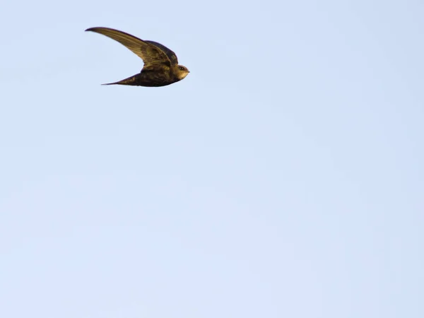 Common Swift Apus Apus Крит — стоковое фото