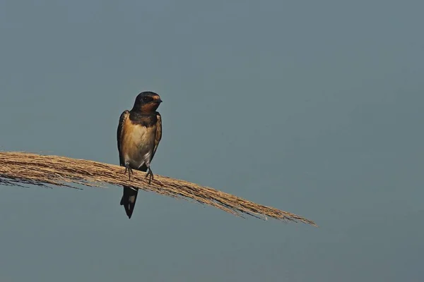 Hirundo Rustica Barn Swallow Grecja — Zdjęcie stockowe