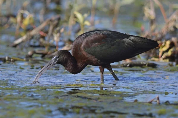 Ibis Brillante Plegadis Falcinellus Grecia — Foto de Stock