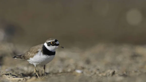 コチドリ Charadrius デゥビウス ギリシャ — ストック写真