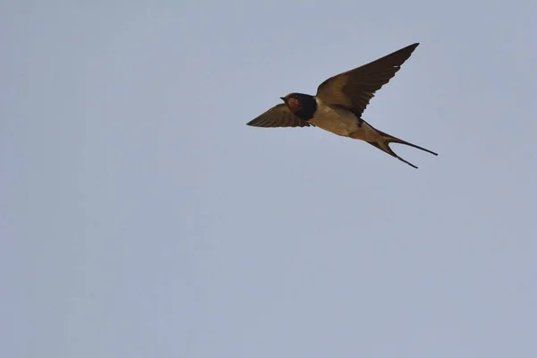 Деревенская Ласточка Hirundo Rustica Крит — стоковое фото