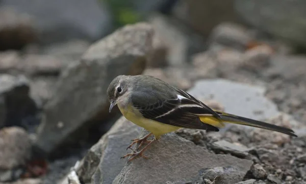 Gri kuyruksallayan (Motacilla cinerea), Yunanistan