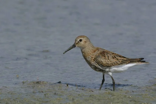 Bonte Strandloper Calidris Alpina Griekenland — Stockfoto