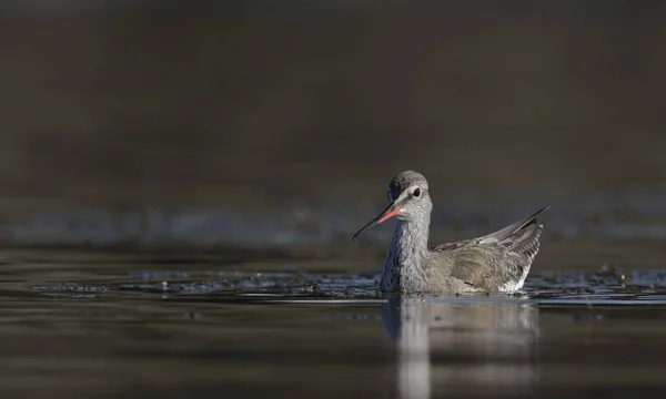 Manchado Redshank Tringa Erythropus Grécia — Fotografia de Stock