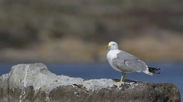 Mouette Pattes Jaunes Larus Michahellis Grèce — Photo