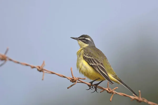 Western Pliszka Żółta Motacilla Flava Crete — Zdjęcie stockowe