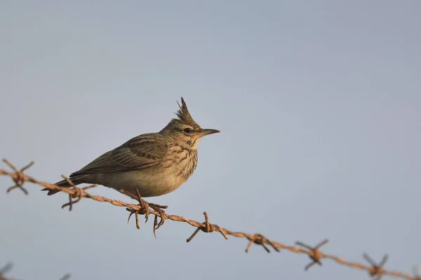 Galerida Cristata 크레타 — 스톡 사진