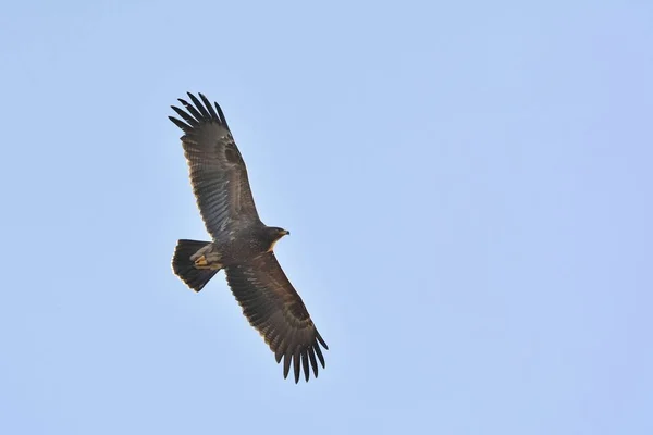 Küçük Benekli Kartallar (Aquila pomarina), Girit