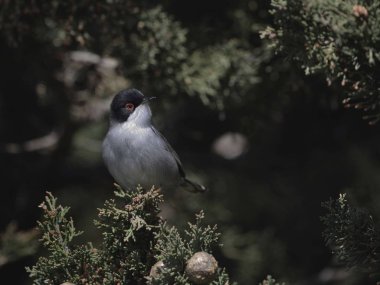 Sardunya ötleğen (Sylvia melanocephala), Crete
