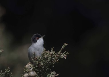 Sardunya ötleğen (Sylvia melanocephala), Crete