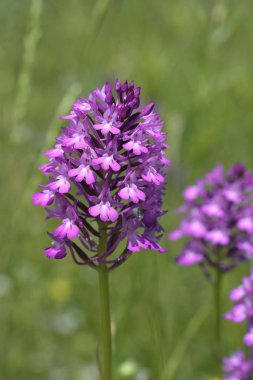 Pyramidal Orchid (Anacamptis pyramidalis), Yunanistan