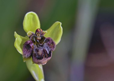 Ophrys bombyliflora - Bumblebee orkide, Crete, Yunanistan