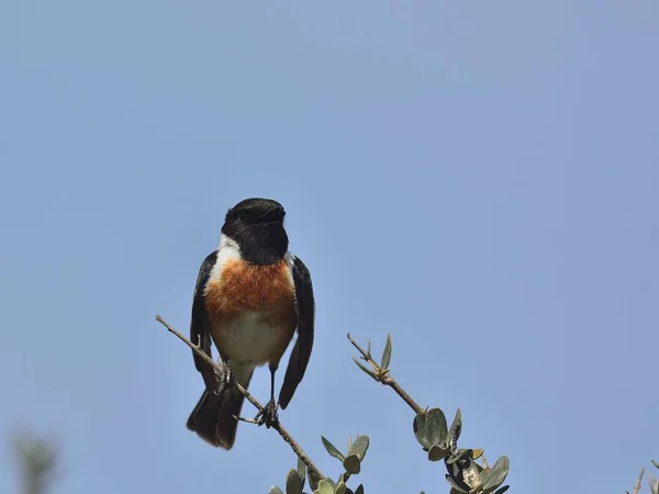 Stonechat Rubicola 克里特岛 — 图库照片