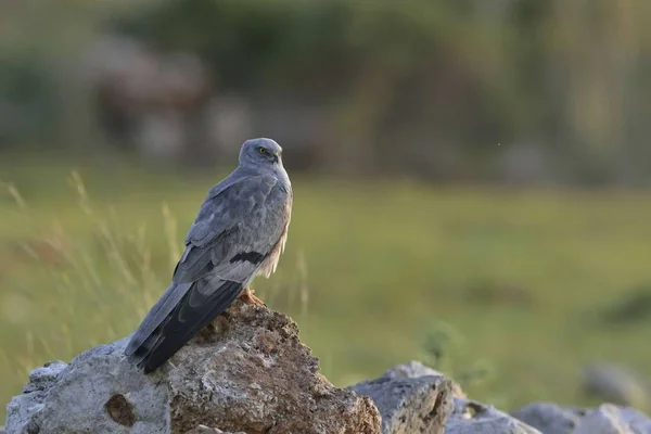 Montagu 'nun Harrier' i (Circus pygargus). Yunanistan