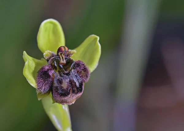 Ophrys Bombyliflora Orchidée Des Bourdons Crète Grèce — Photo