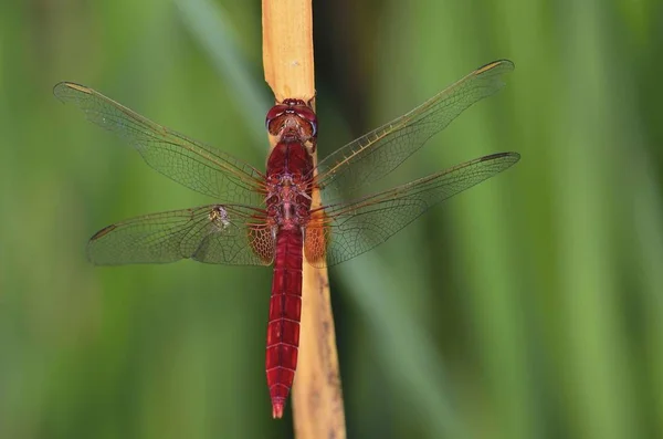 Scarlet Dragonfly Crocothemis Erythraea Crete — Stockfoto