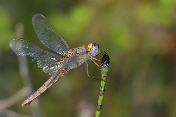 Kırmızı Damarlı Pasifik Ten Oğlan Sympetrum Fonscolombii Crete — Stok fotoğraf