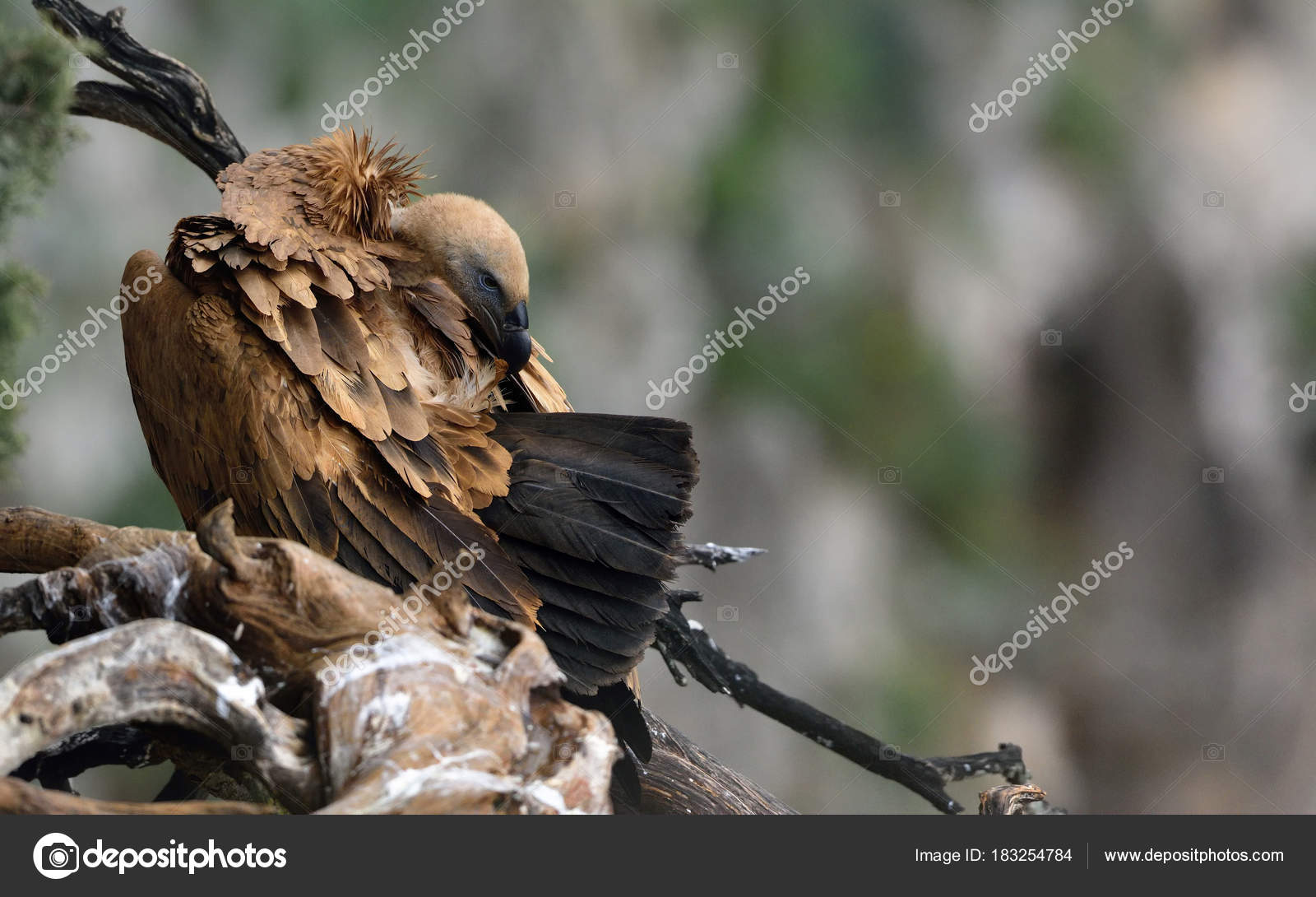Griffon Vulture Gyps Fulvus Crete Greece Stock Photo
