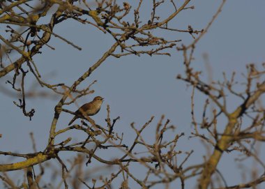 Ortak bülbül (Luscinia megarhynchos), Crete