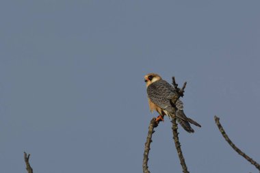 doğan (falco vespertinus kırmızı ayaklı)