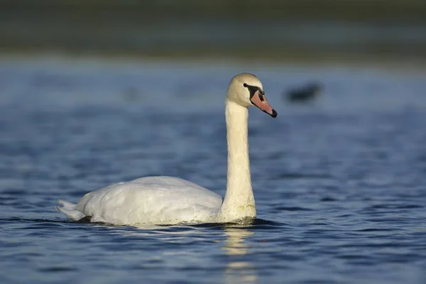 Mute Swan Cygnus Olor Greece — Stock Photo, Image