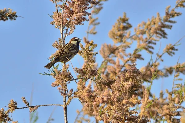 Wróbel Hiszpański Passer Hispaniolensis Grecja — Zdjęcie stockowe