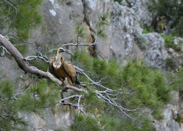Kızıl akbaba (Gyps fulvus), Crete, Yunanistan