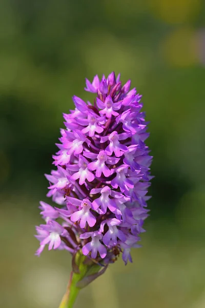 Pyramidal Orchid Anacamptis Pyramidalis Greece — Stock Photo, Image